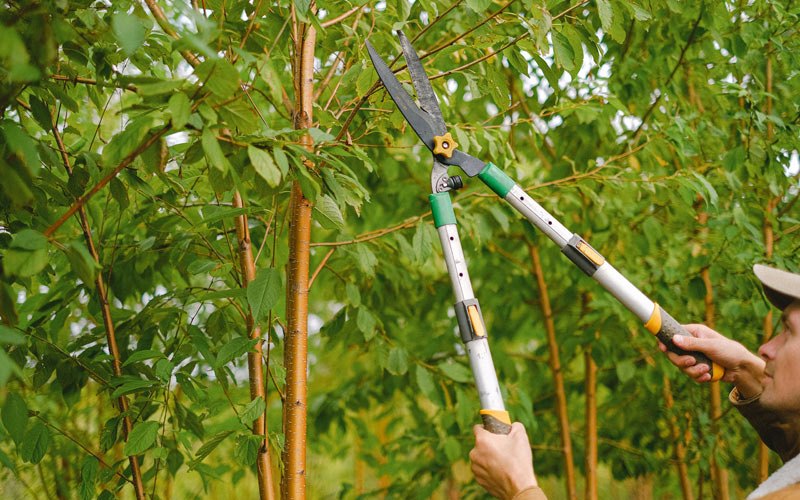 Tree trimming in Blooming Prairie, MN